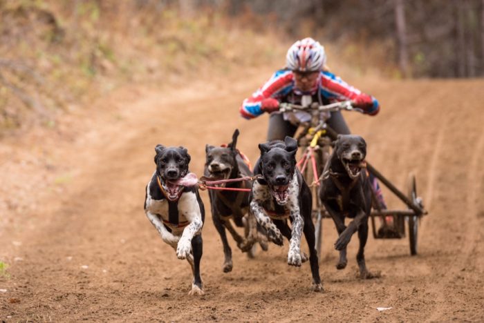 Silver for STORM Canis Advocates