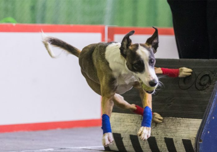 Nimbus Flyball